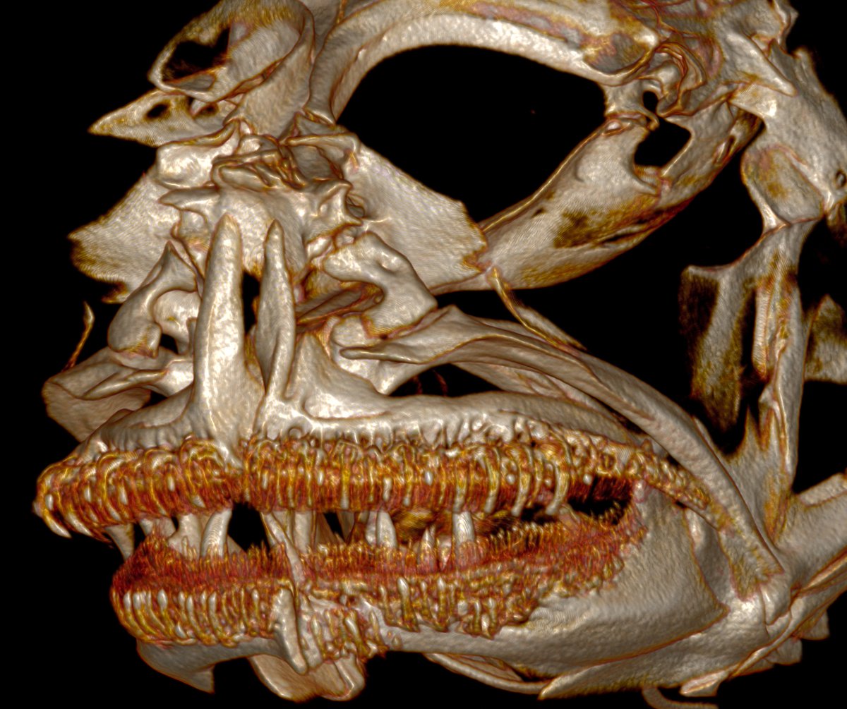 To make cleaner gobies even cooler is that there is ANOTHER CLADE with a similar comb like teeth from the genus Tigrigobius. It's CONVERGENT EVOLUTION  #GobyWeek7/n