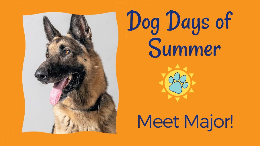 Major is a 5-year-old German Shepherd mix @PSAnimalShelter. He enjoys playing with his toys & is learning to walk on a leash. Email adoption@psanimalshelter.org & schedule a visit during the Clear the Shelters event Sunday. ⁠ #DogDaysofSummer #AdoptDontShop #ClearTheShelters ⁠