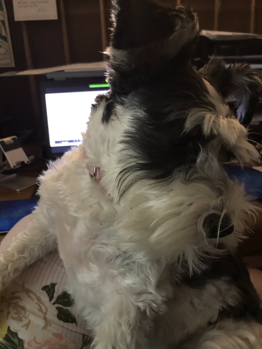 My dog now thinks that when I open the computer for zoom, it’s an invitation to sit on my lap.