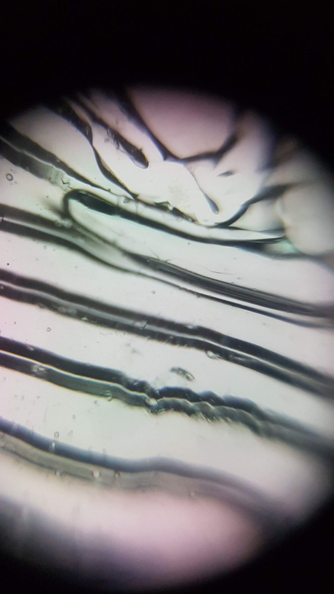 We Have Never Been Individuals tweet media