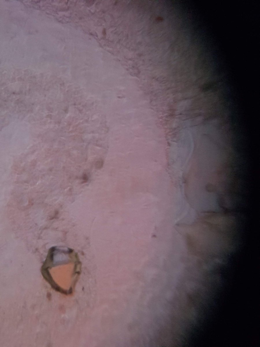 We Have Never Been Individuals tweet media