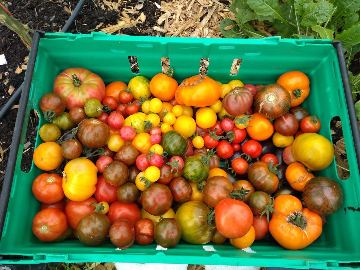 Irish Seed Savers tweet media