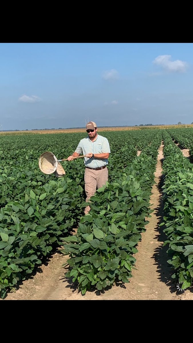 Dennis Reginelli (@dennisreginelli) on Twitter photo Master’s student, Jacob Smith, monitoring stink bugs to conduct an insecticide residual study. Jacob is a student with Dr. Whitney Crow. Project sponsored by the MS Soybean Promotion Board. Leader and student have a bright future ahead of them. We have a good team! <a href="/MSSOY/">MS SOYBEAN BOARD</a> Master’s student, Jacob Smith, monitoring stink bugs to conduct an insecticide residual study. Jacob is a student with Dr. Whitney Crow. Project sponsored by the MS Soybean Promotion Board. Leader and student have a bright future ahead of them. We have a good team! <a href="/MSSOY/">MS SOYBEAN BOARD</a>