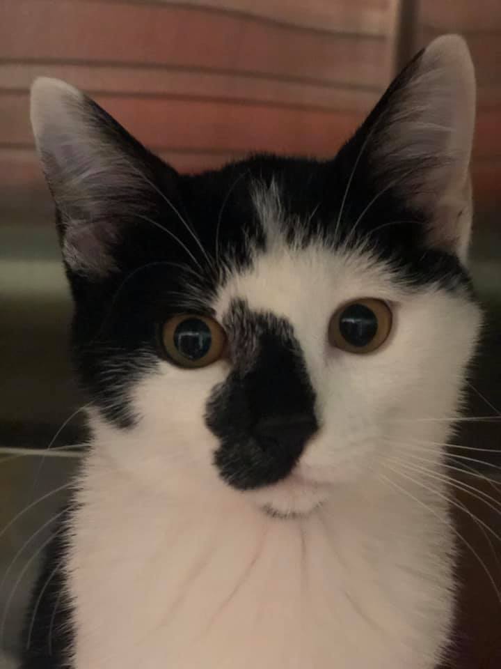 Look at this snuggle buddy, Loona! Isn't she precious? Loona is available for adoption at Simply Cats. If you are interested in adopting Loona or one of her pals, please visit their website at simplycats.org.