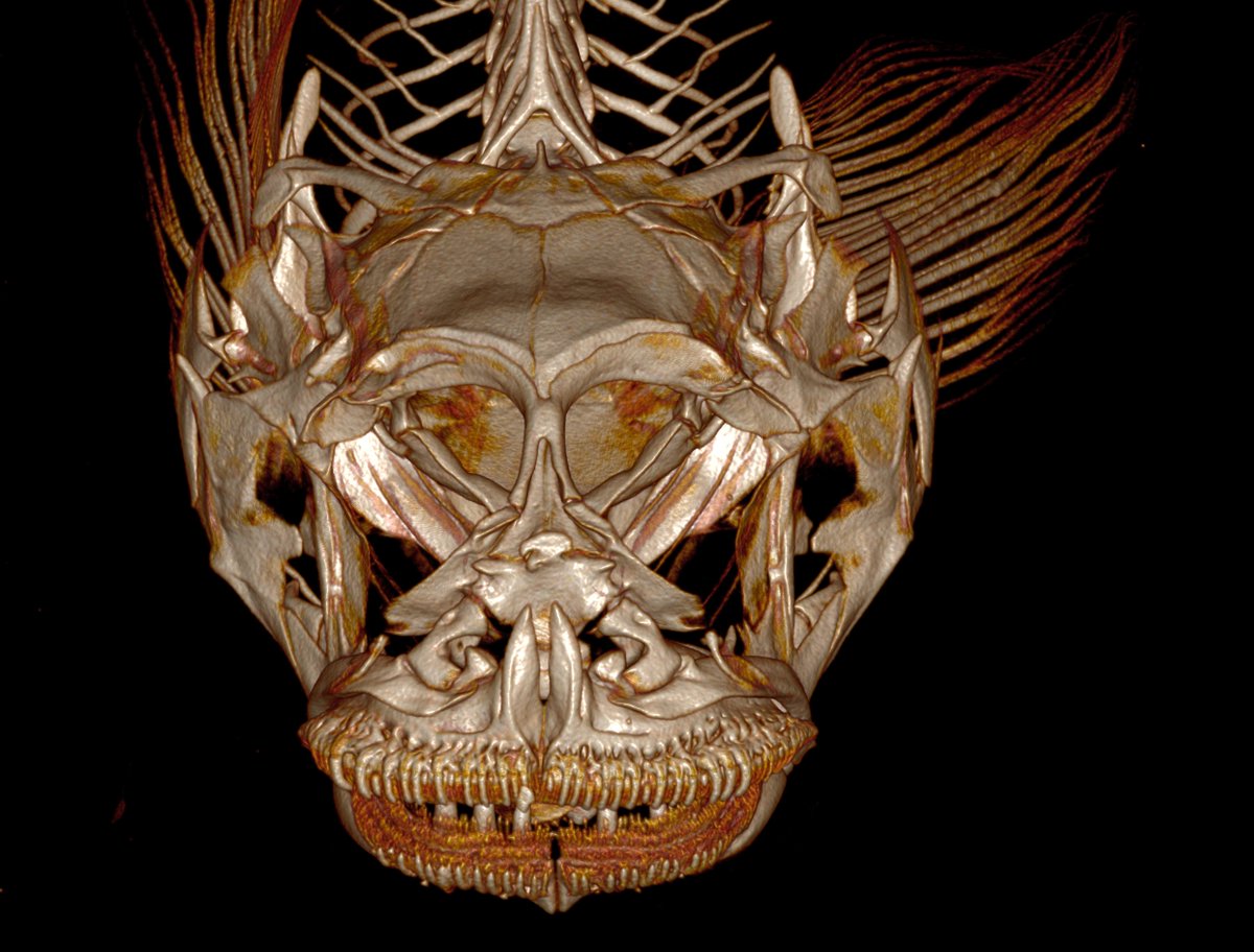 So I don't think I truly did Tigrigobius justice with the last photo. Here is the skull of T. limbaughi, a facultative cleaner. Again, please note the distinct rows of comb like teeth in the lower jaw  #GobyWeek