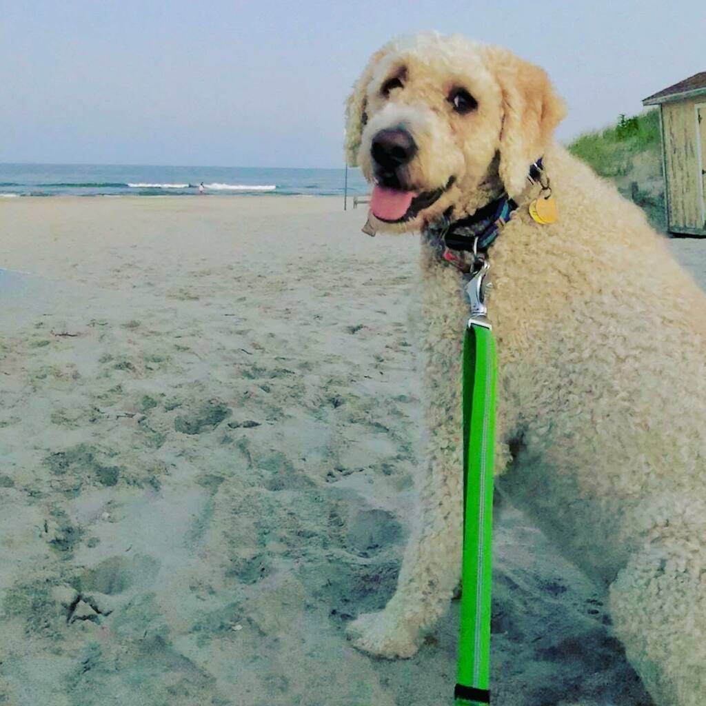 Happy place evening walk. No problem social distancing at night on the beach. My TBI brain is liking the quiet and the absence of crowds. #lisakatharina_happy #doodlesofinstagram #servicedog #beachlife #beachvibes #beachdog #doodlemomma #quietlifehappylife #tbisurvivor