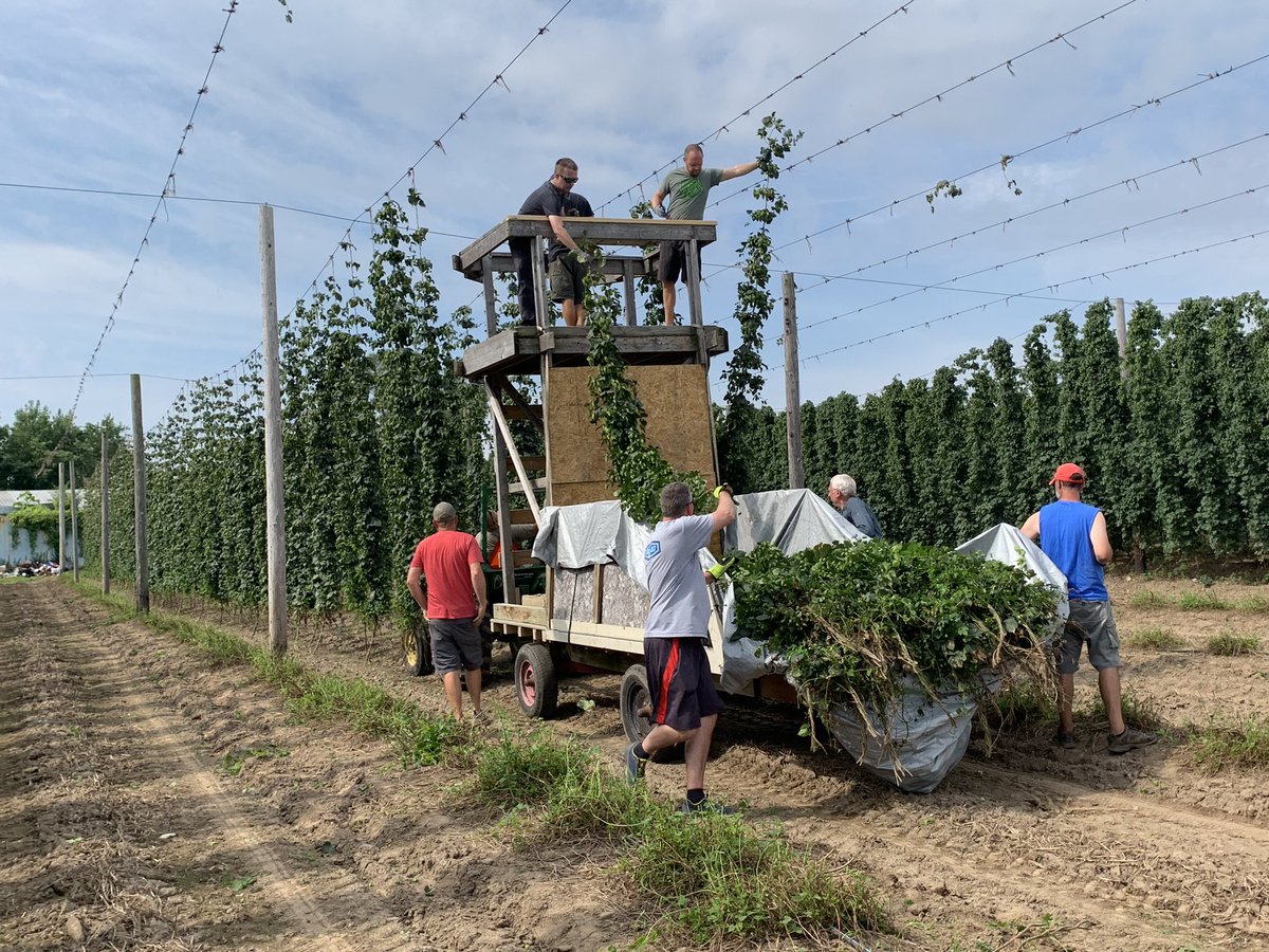 Hop harvest is the best 💚
Gathered fresh hops with <a href="/IndyHighBines/">Indy High Bines</a> today for our yearly wet-hop beer. We harvest then brew within 24 hours for unparalleled fresh hop aroma &amp; flavor. Stay tuned for more details!