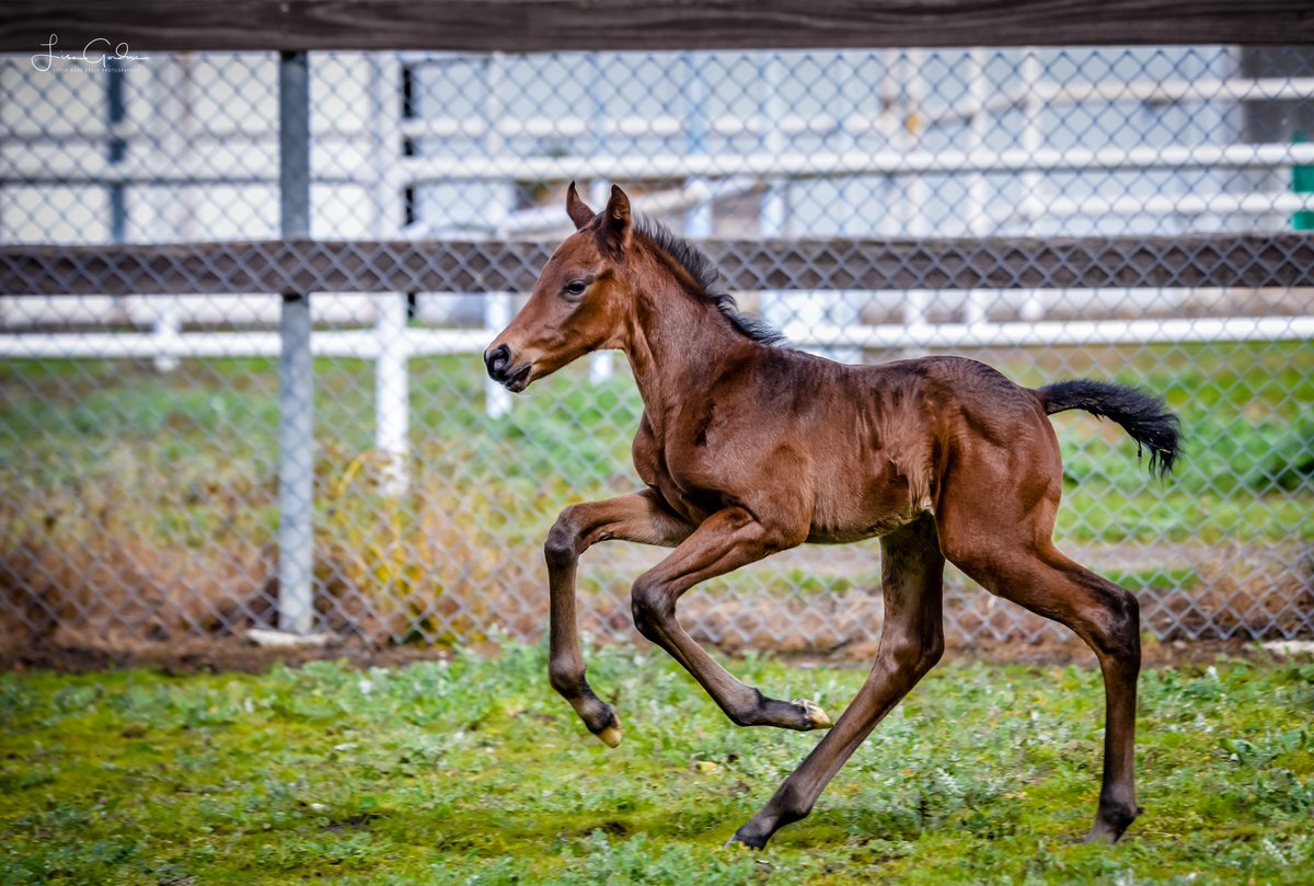 CornwallStud's tweet photo. A little foal spam to start another busy week ahead here at Cornwall Park and possibly more foals ready to arrive 🙂 Photography by Lisa Gordon 
#cornwallparkfarm #firstfoal #thoroughbredstud #foalingseason #arrivedinthesnow #thoroughbredbreeding #ALmaher #stockwellthoroughbreds https://t.co/1SqQSwTnXY
