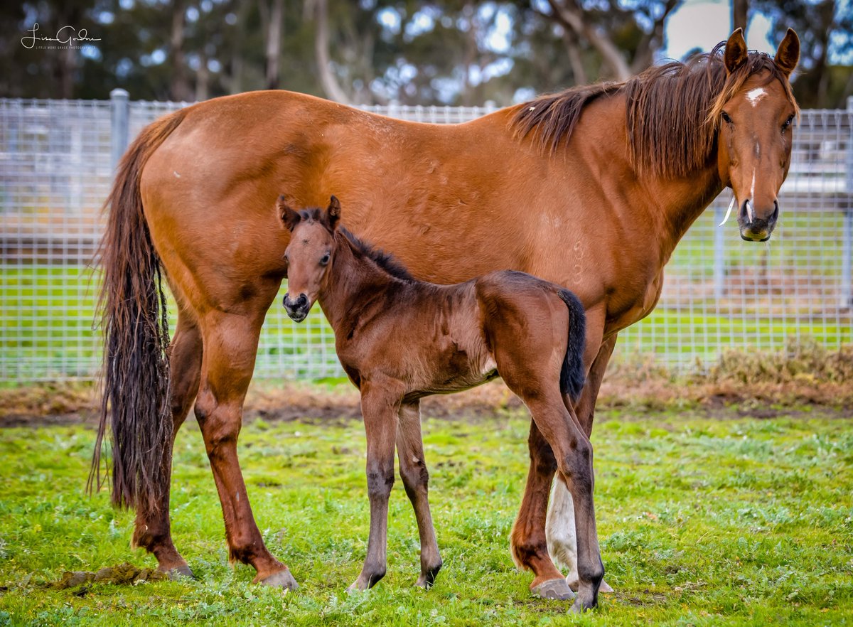 CornwallStud's tweet photo. A little foal spam to start another busy week ahead here at Cornwall Park and possibly more foals ready to arrive 🙂 Photography by Lisa Gordon 
#cornwallparkfarm #firstfoal #thoroughbredstud #foalingseason #arrivedinthesnow #thoroughbredbreeding #ALmaher #stockwellthoroughbreds https://t.co/1SqQSwTnXY