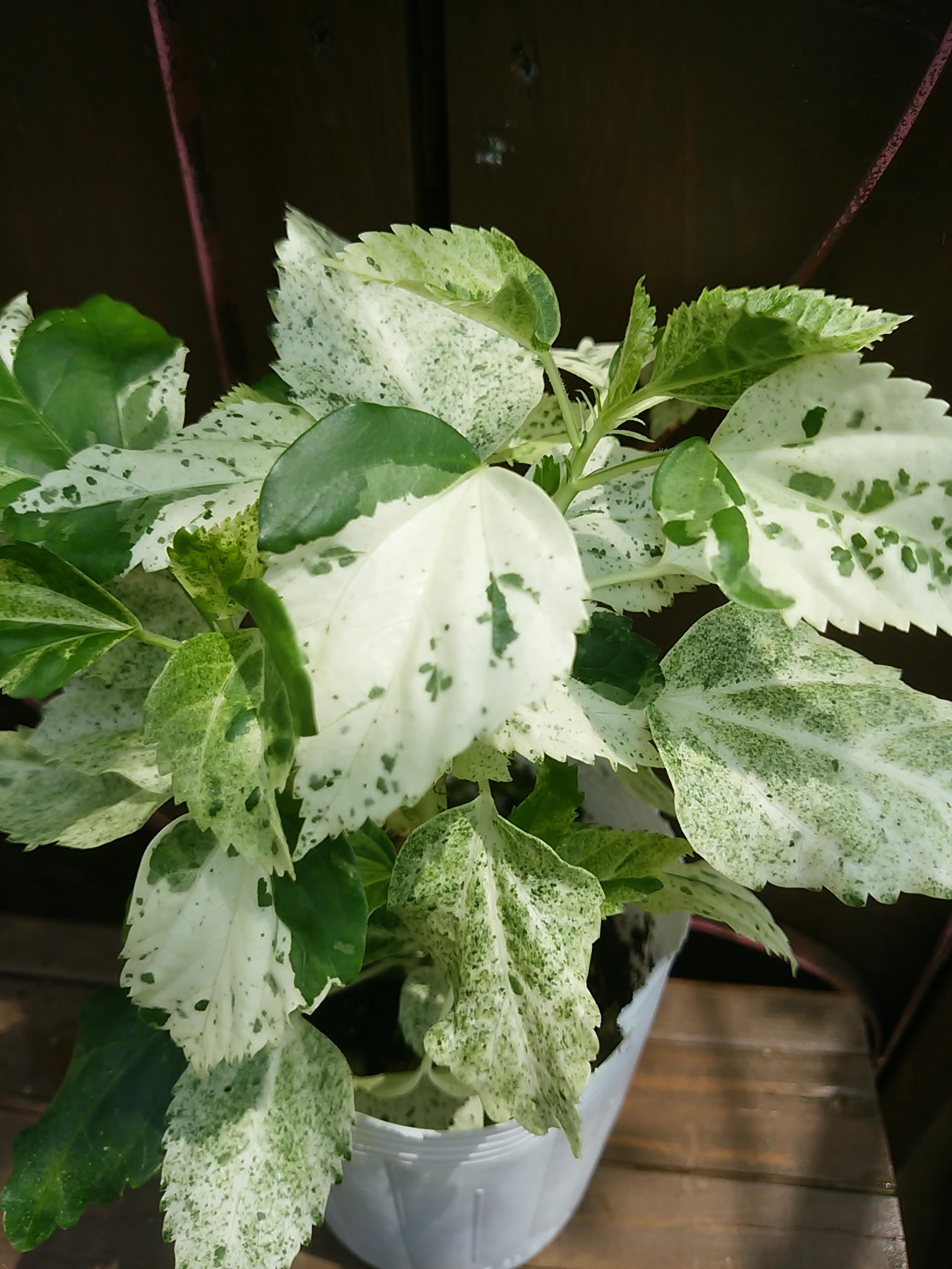 ジョイフル本田 ガーデンセンター ガーデンセンター守谷店 ちょっとでも涼しくなるように葉っぱに白い模様が入った 斑入り植物を御案内 V あれもこれも どれもかわいい ハツユキカズラ ヨウシュコバンノキ 斑入りハイビスカス