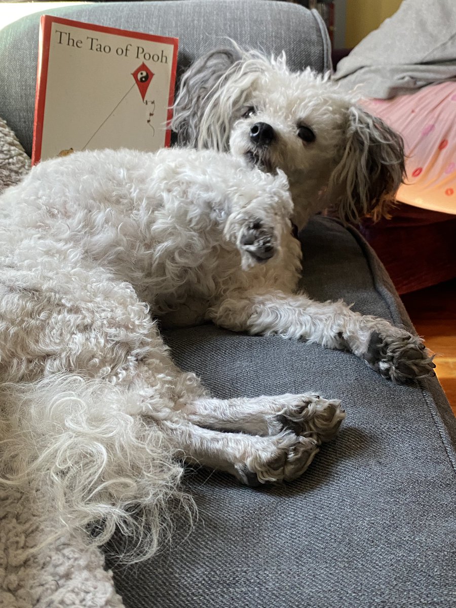 support_unicorn's tweet image. The fluffy path to peace and happiness! #thetaoofpooh #thetoesofpup