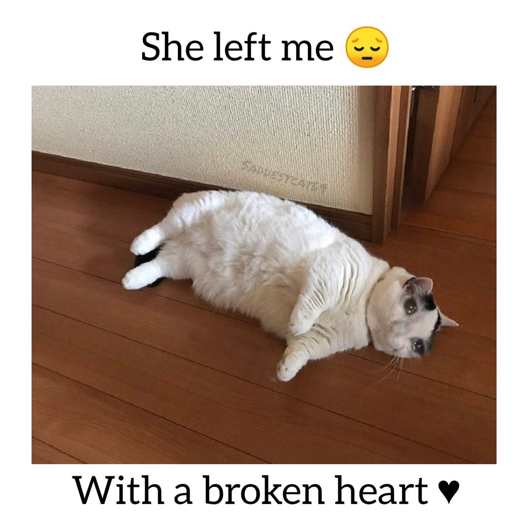 i like cats tweet media