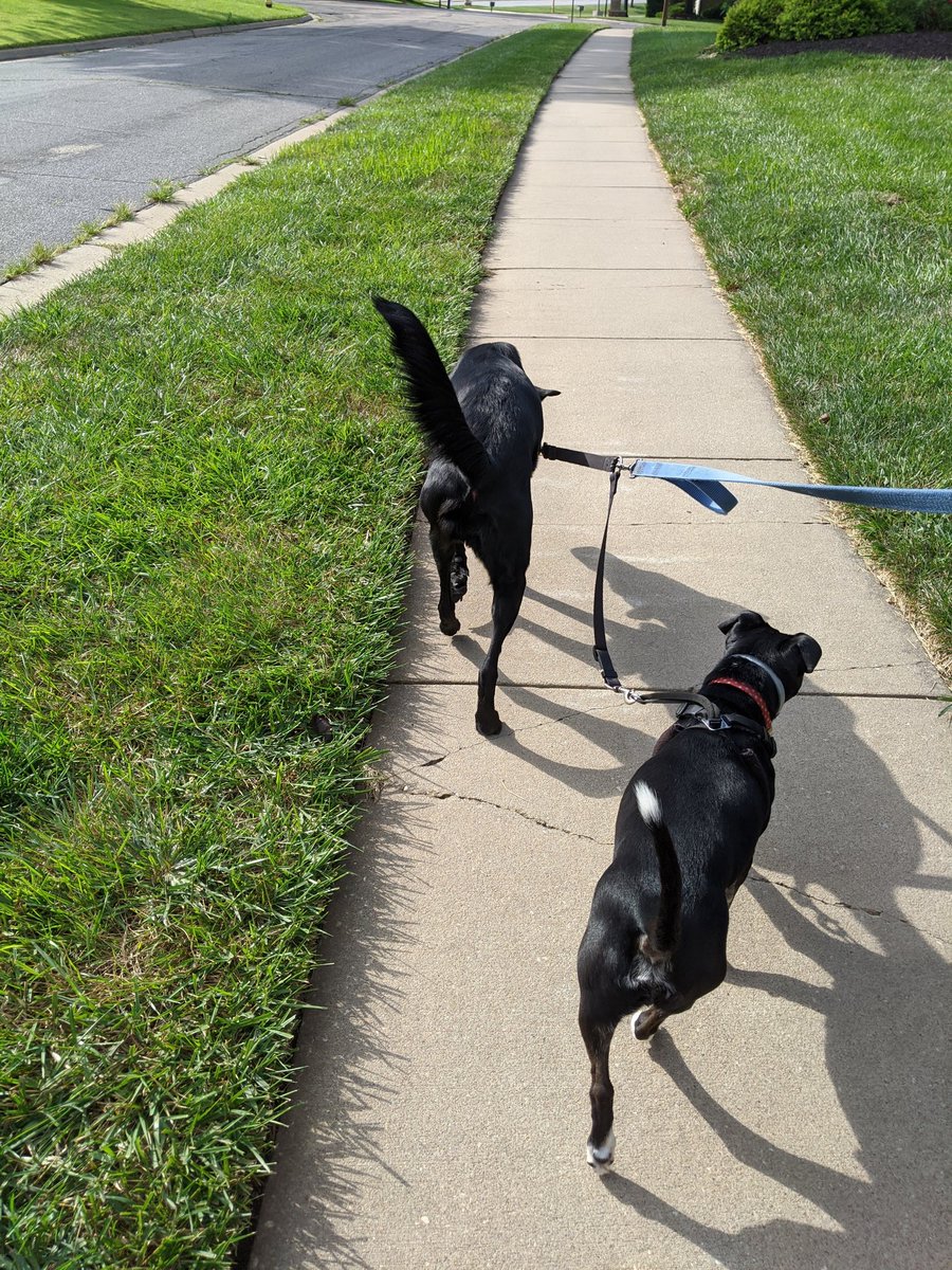 Evening 🐕 walk #summershapeupchallenge