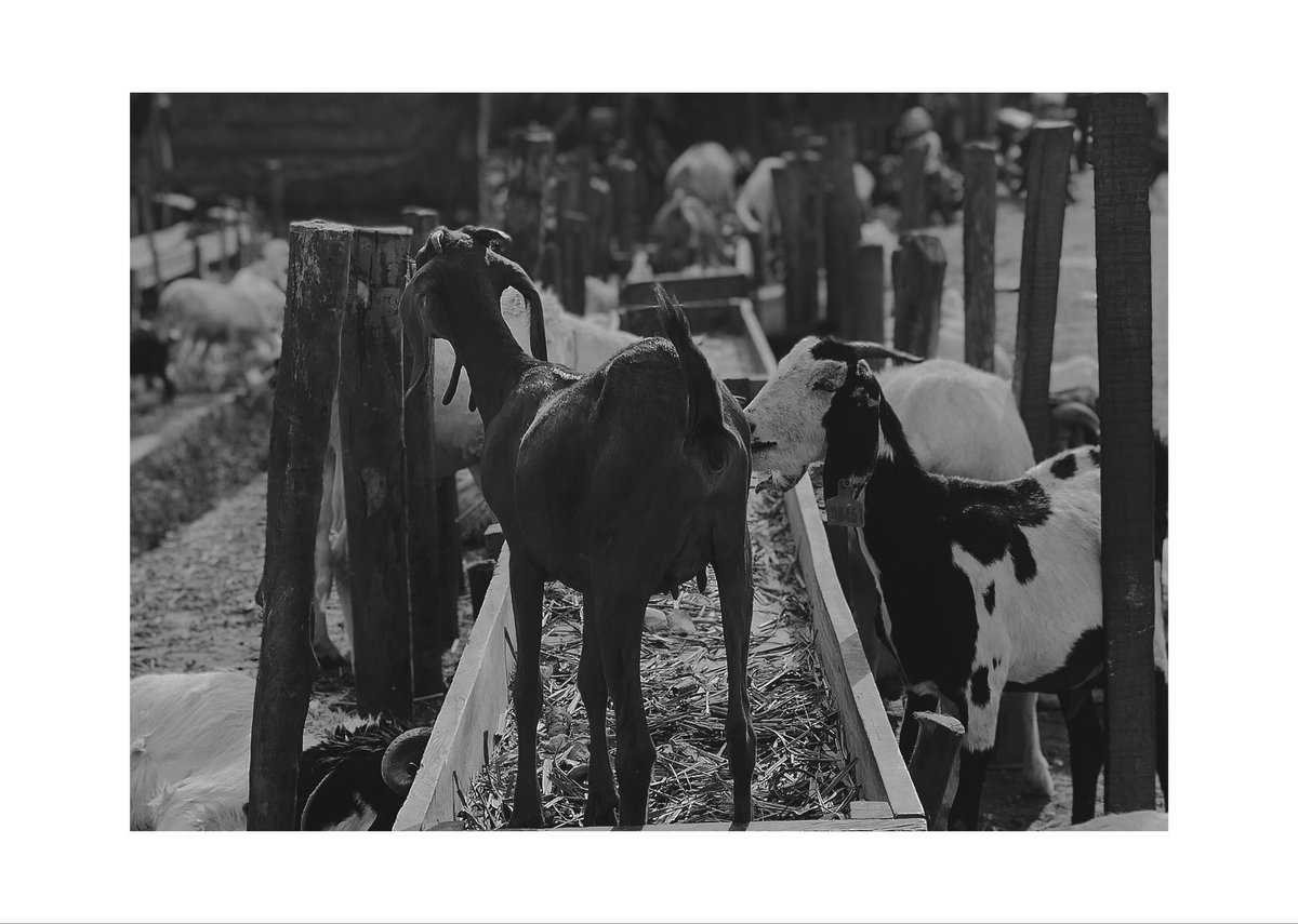 abdulgazza's tweet photo. Goats and Sheeps.
📸 @abdulgazza 
#shotoniphone 
#teamroyale 
#andrëasbrünzstudios https://t.co/Dt5IsmvFm9