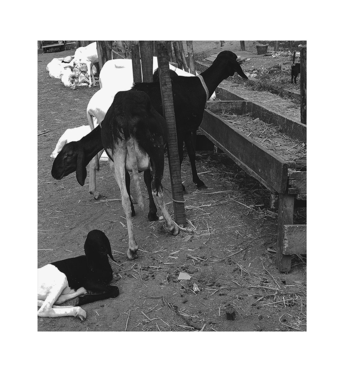 abdulgazza's tweet photo. Goats and Sheeps.
📸 @abdulgazza 
#shotoniphone 
#teamroyale 
#andrëasbrünzstudios https://t.co/Dt5IsmvFm9