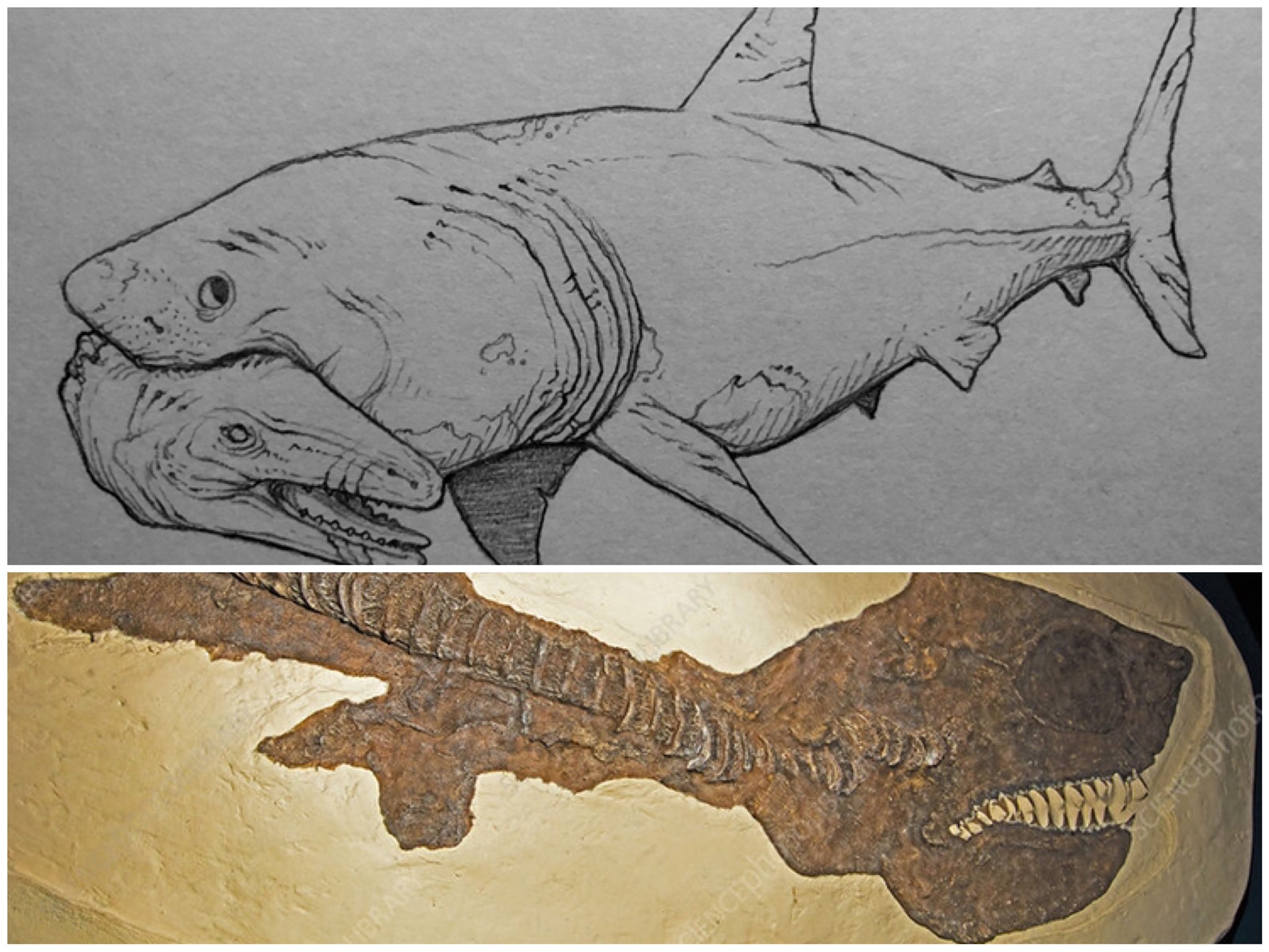 800年前のサメの背骨の化石