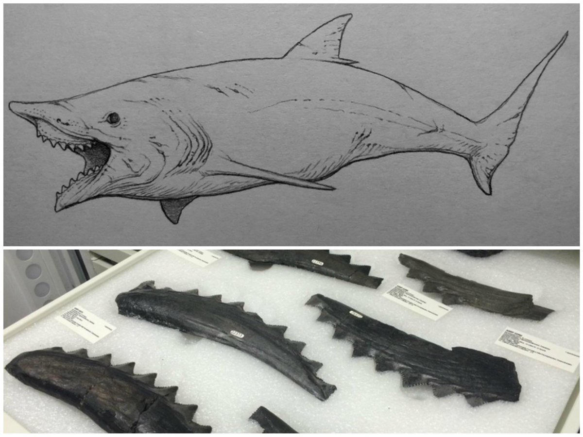 800年前のサメの背骨の化石 ヒボドゥス - Wikipedia