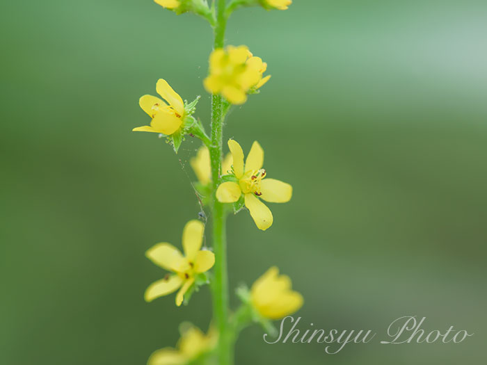 Shinsyu Photo キンミズヒキ 長野県上高地 八島ヶ原湿原 細い花穂に黄色い花をつける金水引はバラ科キンミズヒキ属の多年草で 仙鶴草や竜牙草という生薬名で生薬として使われています この名前は花穂を金色の水引に例えたものだそうです 花言葉 感謝