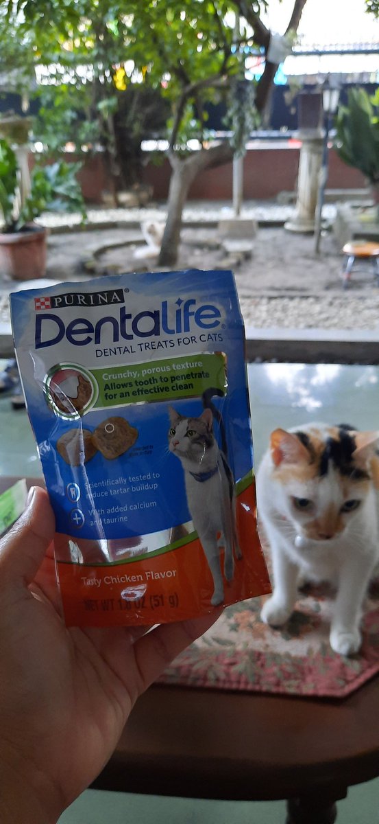 Beli Dentalife lagi tapi beda varian. Harga 25rban. Aku kira bakal sama kaya varian yang salmon. Ternyata ini (perasaan) kok bentuknya lebih pipih. Terus mereka makannya ga sesemangat yg rasa salmon.Itu aku belah supaya keliatan pori2 yg (katanya) bisa mengurangi plak gigi