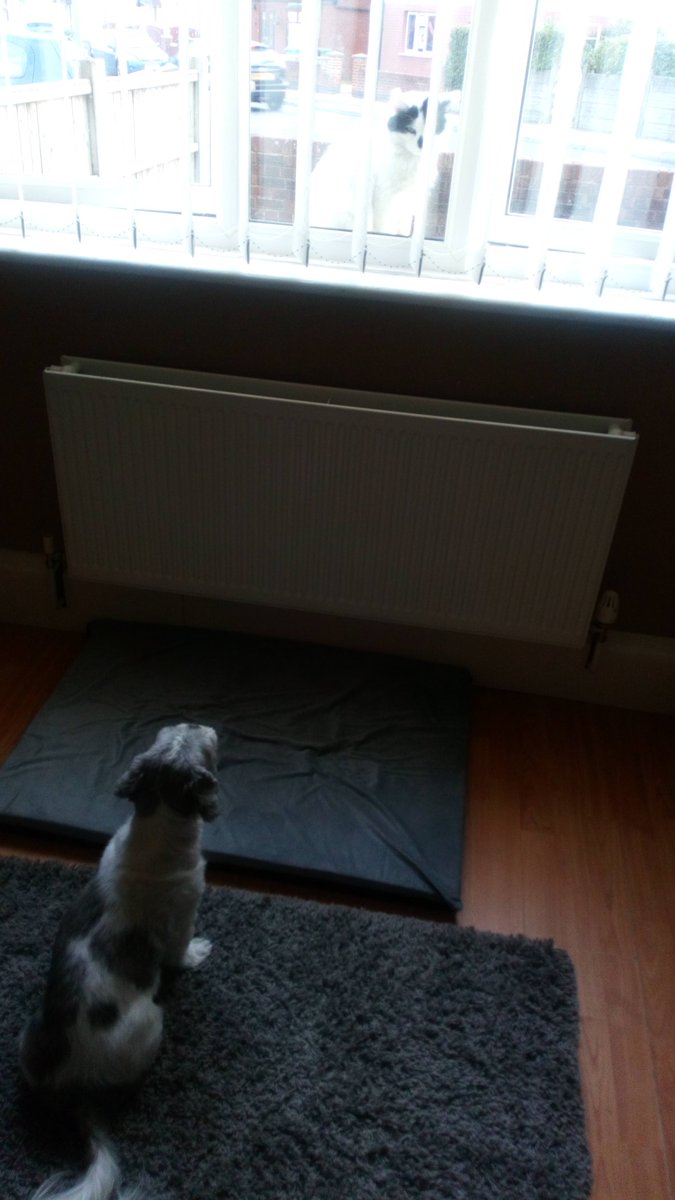 evertonian09's tweet photo. @natalievaness15 Don't know if I sent this or deleted it, but this is tia and her nemesis 🤣 https://t.co/qFkjdLHUzv