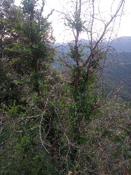 ZenofThings's tweet photo. Benvolguda @dictam_ , ahir caminant per Rocabruna vaig pensar amb tu en veure els boixos rebrotar alegrement. https://t.co/XKSgkIWaz1