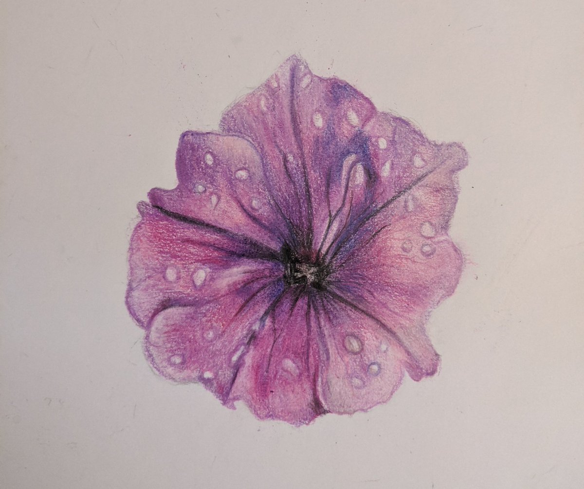 #DechartGames art month, day 9 #flower 
here's a realism drawing of a flower in my back garden 💜 
#realism #art #realismart