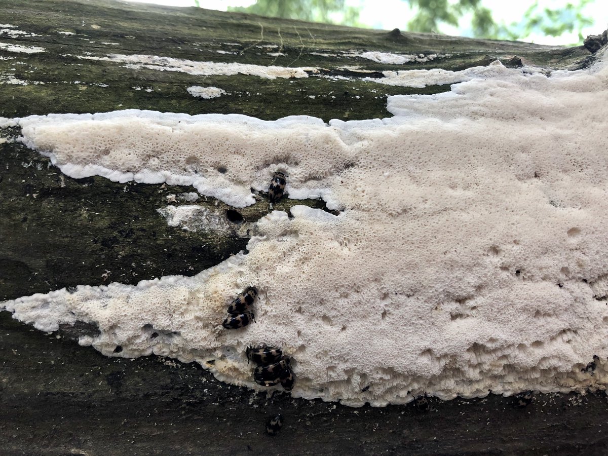My son noticed this fallen tree, festooned with fungus. We looked closer and saw these beetles and larvae munching away. After some research, we discovered that they’re four-spotted fungus beetles, in the family of pleasing fungus beetles and species ischyrus quadripunctatus.