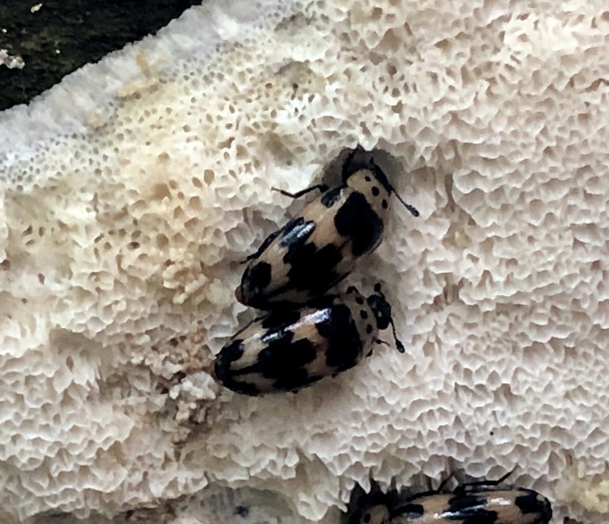 My son noticed this fallen tree, festooned with fungus. We looked closer and saw these beetles and larvae munching away. After some research, we discovered that they’re four-spotted fungus beetles, in the family of pleasing fungus beetles and species ischyrus quadripunctatus.