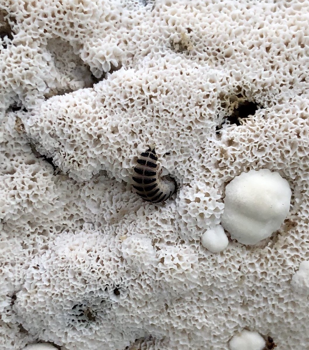 My son noticed this fallen tree, festooned with fungus. We looked closer and saw these beetles and larvae munching away. After some research, we discovered that they’re four-spotted fungus beetles, in the family of pleasing fungus beetles and species ischyrus quadripunctatus.