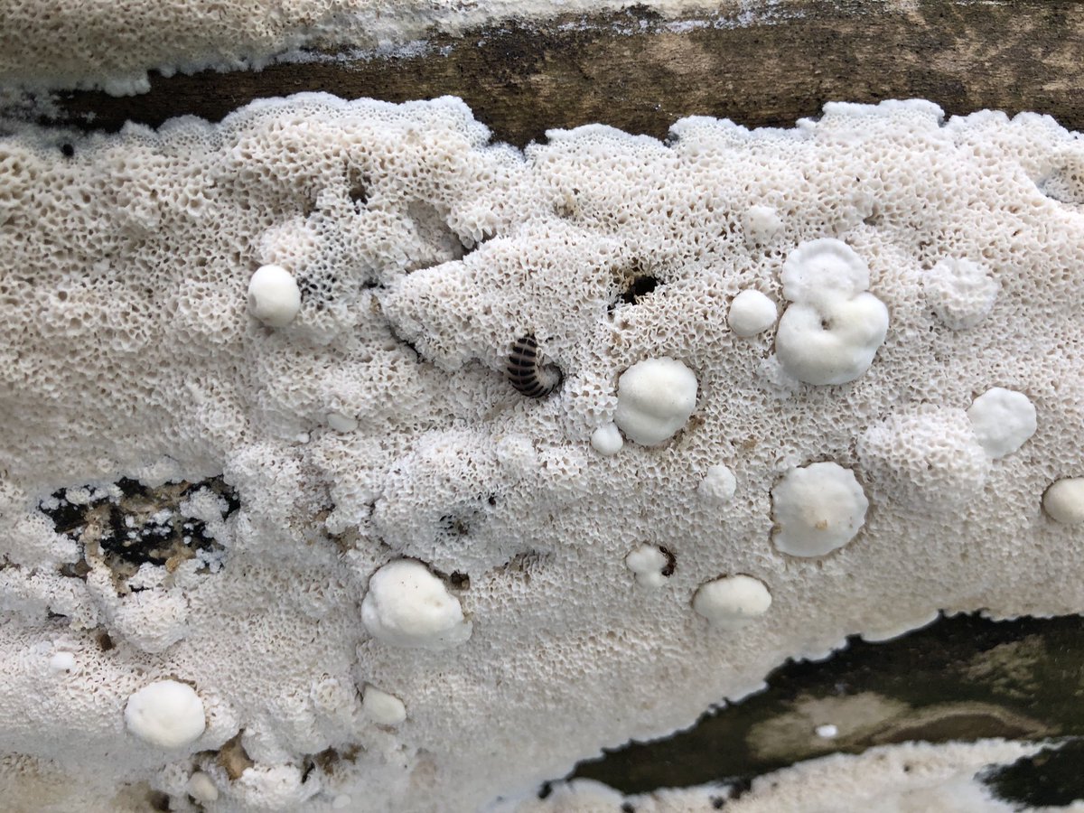 My son noticed this fallen tree, festooned with fungus. We looked closer and saw these beetles and larvae munching away. After some research, we discovered that they’re four-spotted fungus beetles, in the family of pleasing fungus beetles and species ischyrus quadripunctatus.