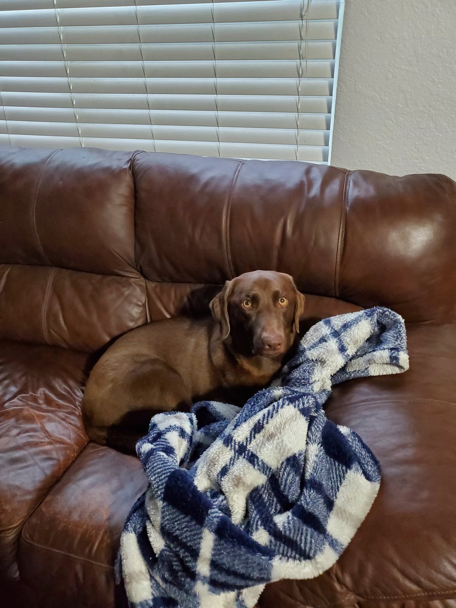 asters's tweet photo. Solo stole my blanket... Again. https://t.co/7szbmpZwfK