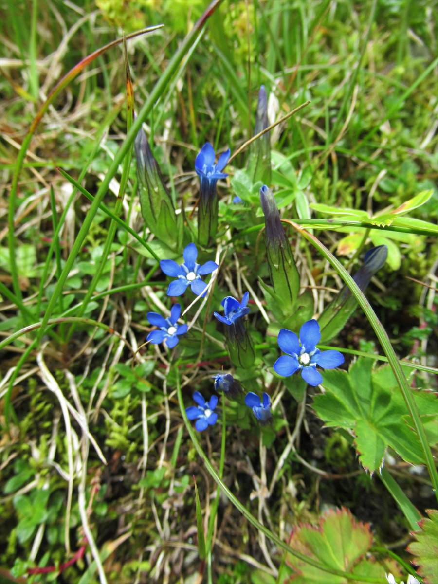 A #mega #alpine #rarity and the jewel of #NTSBenLawers; alpine gentian (Gentiana nivalis). I was totally besotted with these today. I've been working here for ten years and this was the best #gentian #flowering I've ever seen! #wildflowerhour #montane #botany #alpinegentian