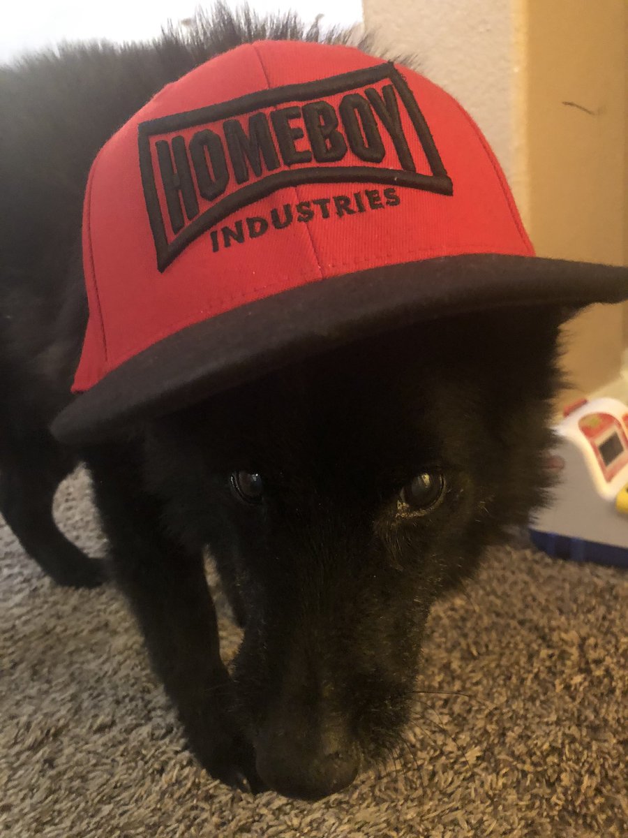 RussContreras's tweet photo. Happy birthday to my ride-or-die doggie @TupacDaDogg who officially has outlived his #Schipperke average life span of 15 years. He turns 16 today. He’s been with me from ABQ to NYC to Boston then back to ABQ. Saw me get married and have children. Still my #homeboy https://t.co/daDvMApYGh