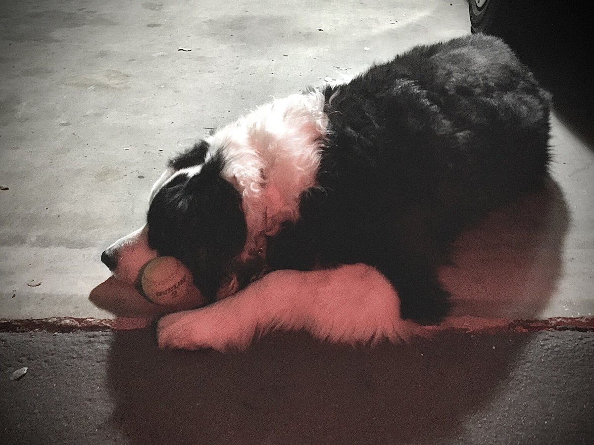 Last but not least, here’s a close-up of our beautiful home, the one-and-only Earth , featuring one of its most important inhabitants, my trusty astronomy partner, Apollo 