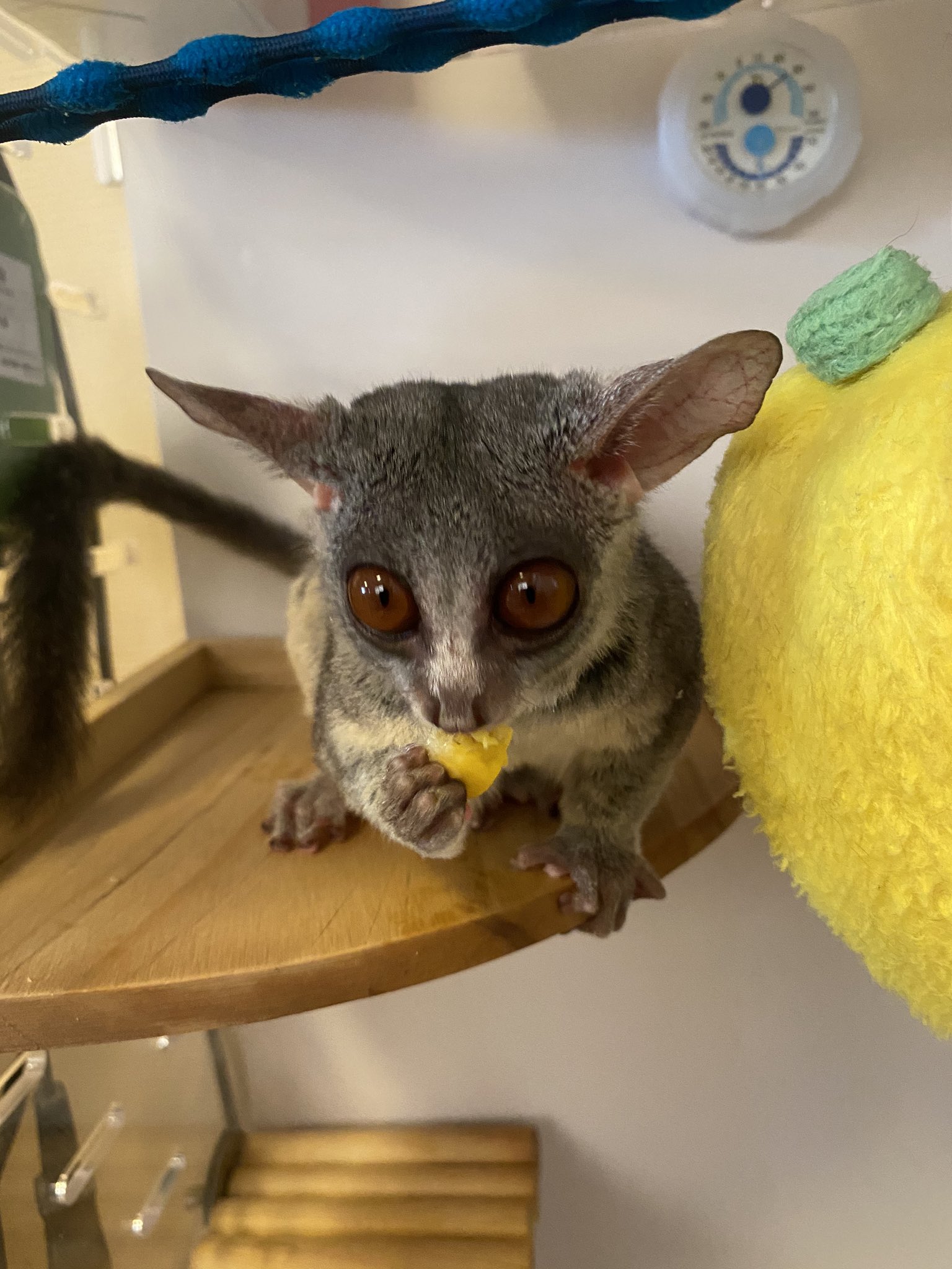 ショウガラゴのqoo Qoo Twitter