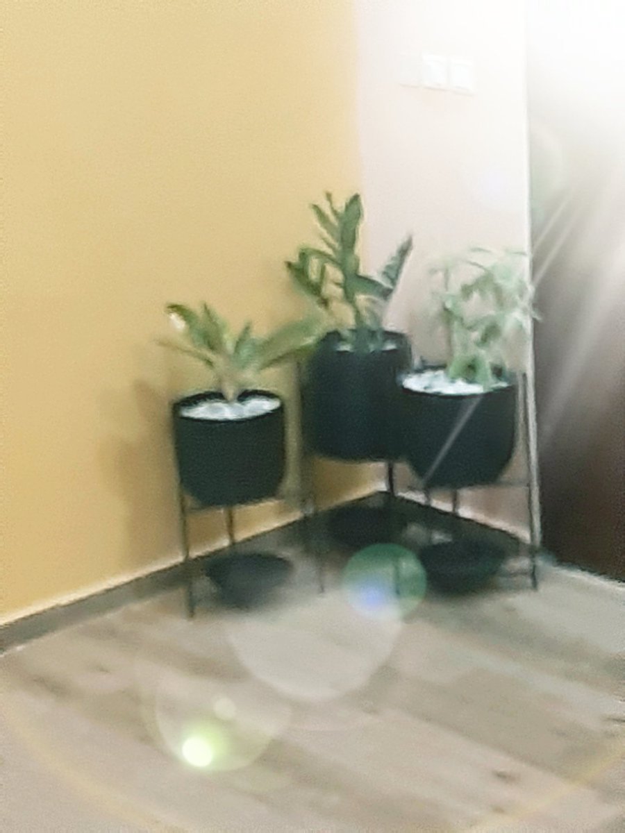 yaomom's tweet photo. green your indoors. whatsapp only. 0202185150 #accra #greenindoors https://t.co/khm9SpC4U8