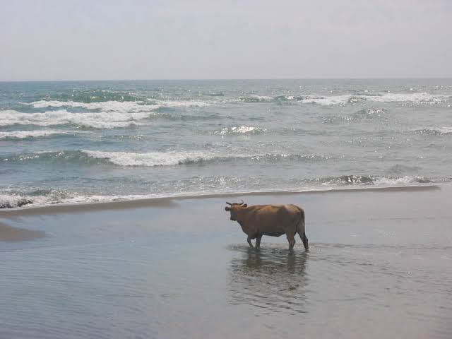 Мем с коровой почему