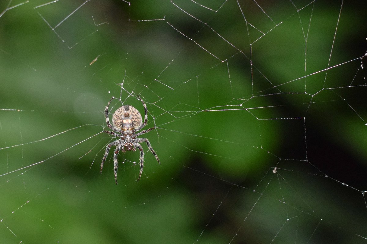 When spider webs unite they can tie up a lion

#spider #macro #closeup #nature #animals #animals #instanature #instagood #macrogardener #macrophotography #creature #ganeshkantamsetti #ganeshphotography22 #wildlife #nature_shooters #earth #naturelover #lovenature #nikond5300