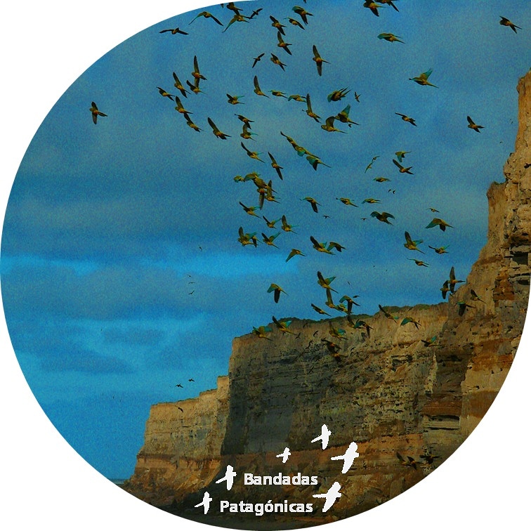 BandadasP's tweet photo. 16 kilómetros de acantilados marinos  +
Miles de nidos de Loros barranqueros  =
LA COLONIA DE LOROS MÁS GRANDE DEL MUNDO!
Balneario El Cóndor, Río Negro, Patagonia
#birds #parrots #fotografia
#patagonia #balnearioelcóndor
#birding #travel #wildlife #nature #avesargentinas https://t.co/H9bH7cbxaG