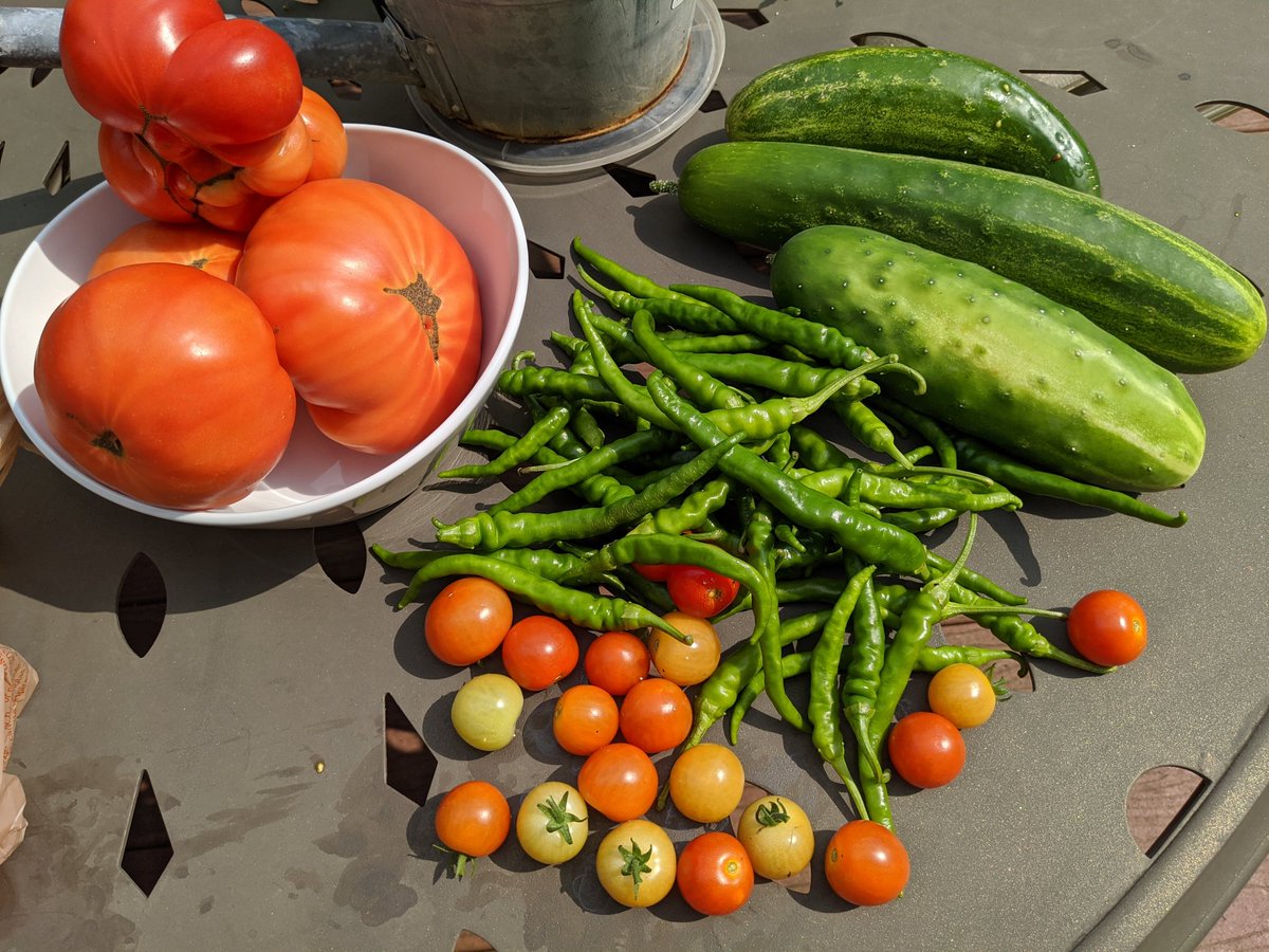 cpptrader's tweet photo. @jimcramer Here is my first harvest.  More on the vines but not red yet. https://t.co/YDnrmQQW8V