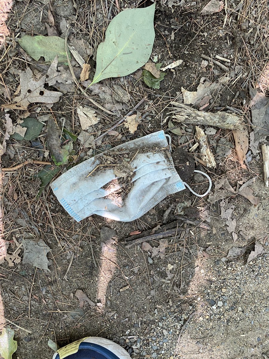 DEVOGRL's tweet image. A little de-evolution spotted today in Massachusetts