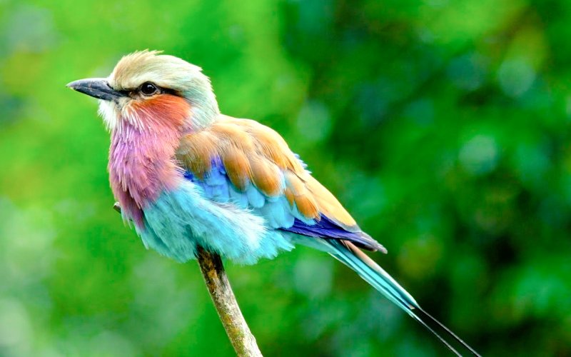AfricaFactsZone's tweet photo. Kenya's national bird, the lilac-breasted roller. https://t.co/6ViBW6BEF3