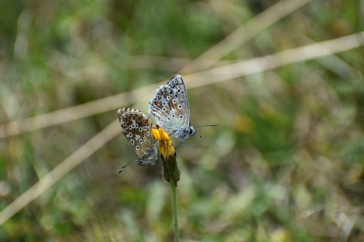_AlexElsy's tweet photo. Great day today exploring Rodborough Common and Swellshill bank - happy to see my first Adonis and Chalk Hill Blues of the year! #butterfly #nature @savebutterflies https://t.co/LAncdciuYq