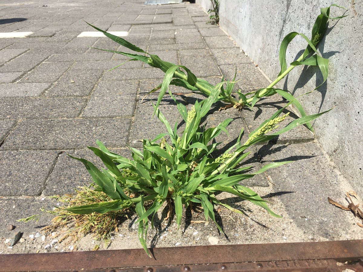 A Millet species, possibly Panicum miliaceum, for  #pavementplantsIf that won’t make some bird happy in couple of weeks I don’t know which plant will!