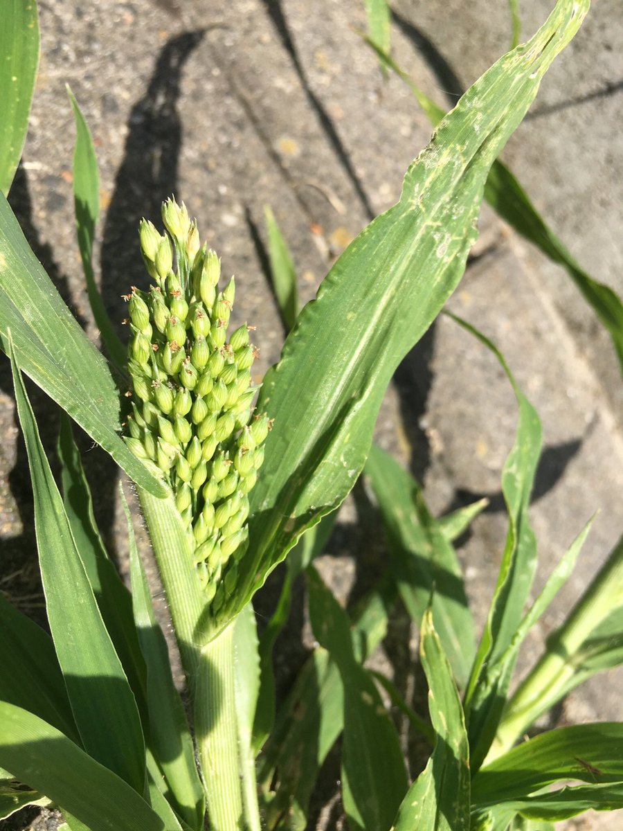 A Millet species, possibly Panicum miliaceum, for  #pavementplantsIf that won’t make some bird happy in couple of weeks I don’t know which plant will!
