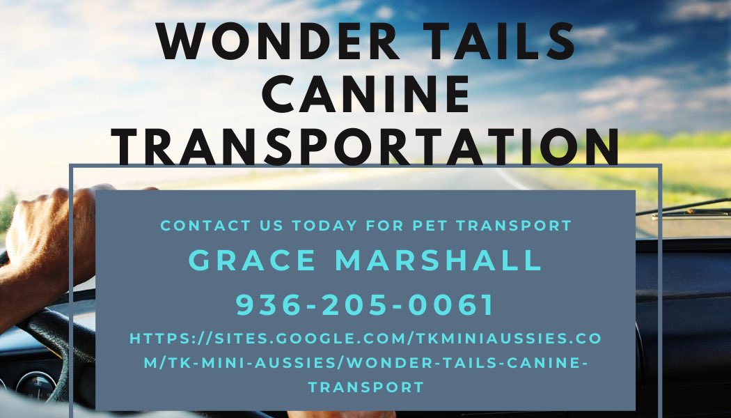 WonderTailsTransport tweet media