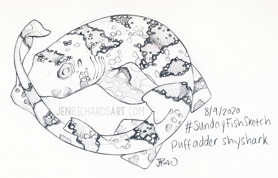 Jumping in on #SundayFishSketch for the first time because I can't resist an excuse to celebrate lesser known sharks. Here's a scribbly puffadder shyshark (haploblepharus edwardsii). #SharkWeek #SharkArt