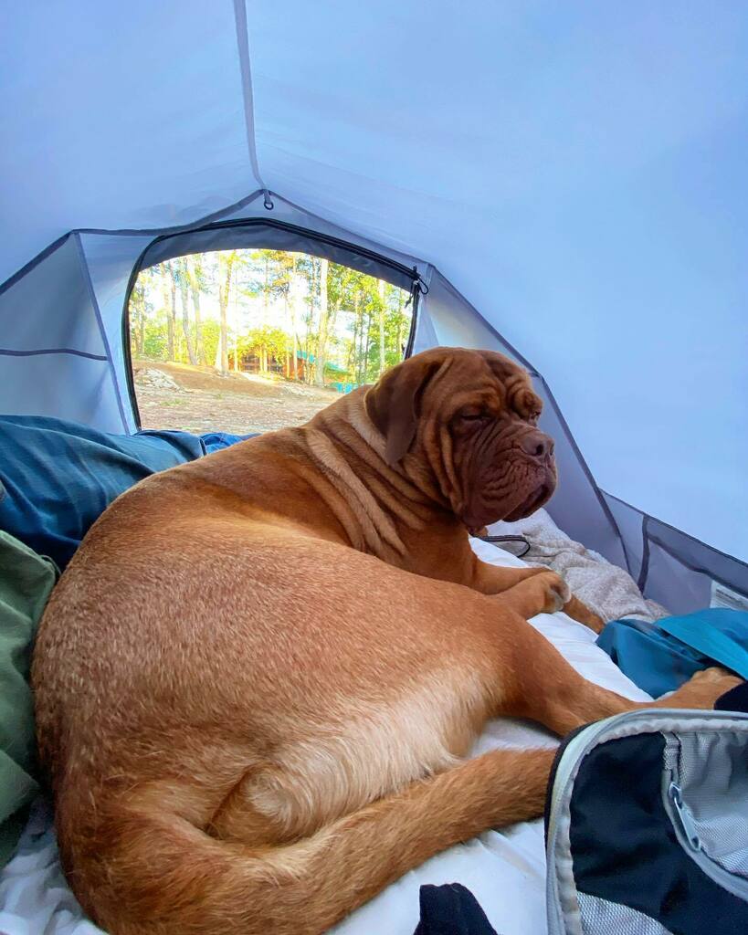 I think @junethedogue is trying to tell me that we need a bigger tent! instagr.am/p/CDrl2WEDzq1/