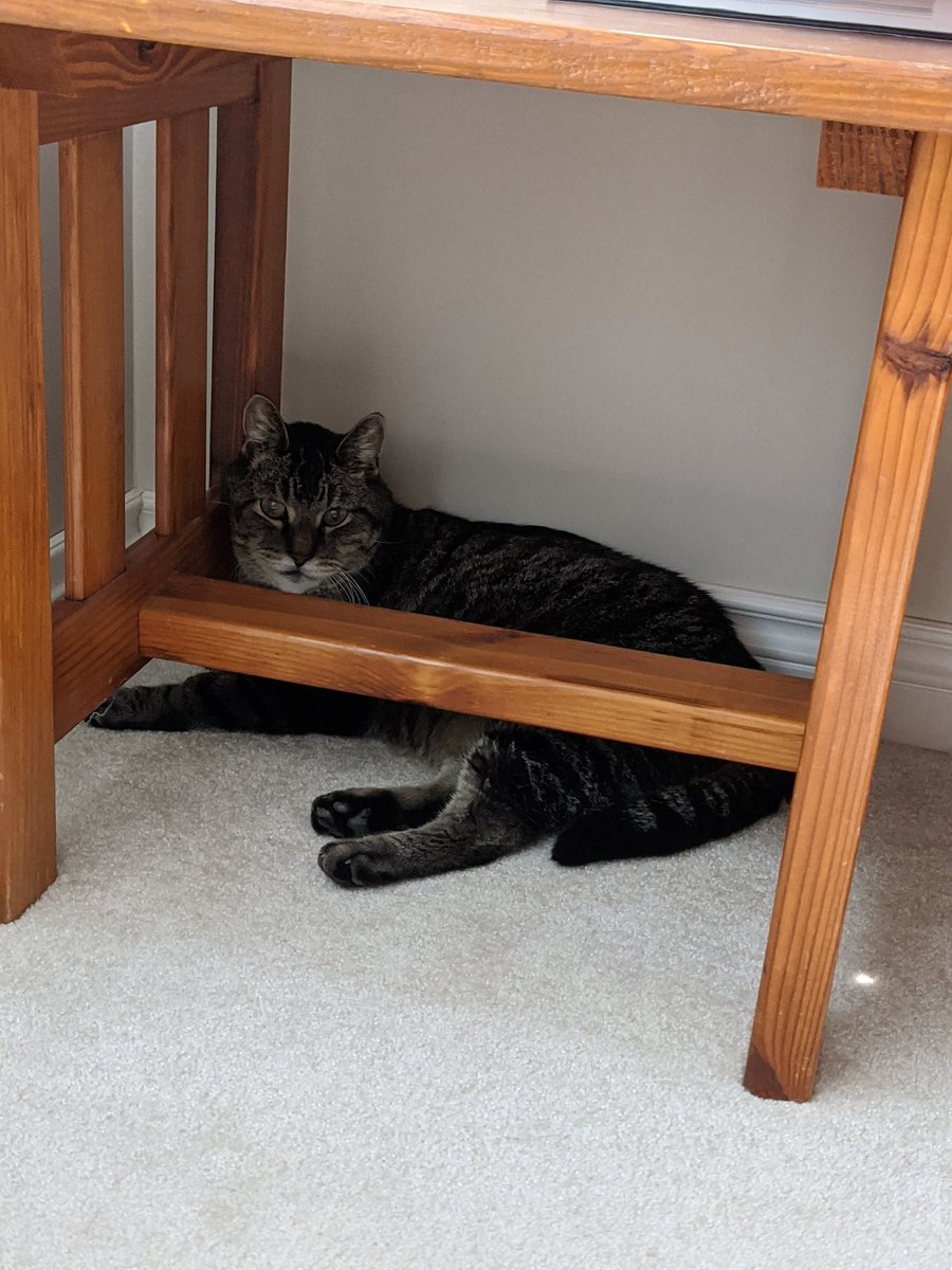 KevinJZuidema's tweet photo. Lounging. https://t.co/ByDHFqheGN