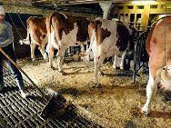 Wer magt einen mann im kuhstall als arbeitssklaven halten ! Er grigt die strafe und mus in den gülle kanal vür 1stunde sich stekenlassen